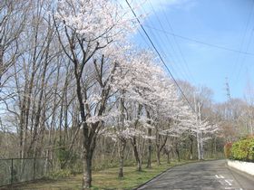 Ｈ２５　やかたの風景③