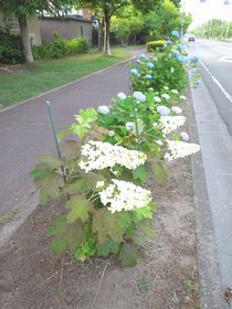 Ｈ２７年度　やかたの風景 ④