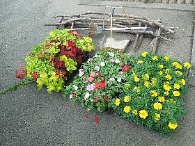 夏花苗に植え替えました！